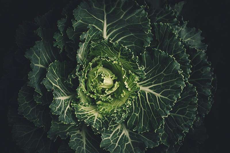 Health Benefits of a Raw Food 1 10